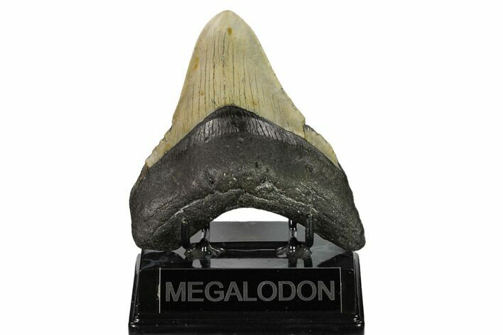 Fossil Megalodon Tooth - North Carolina #146849